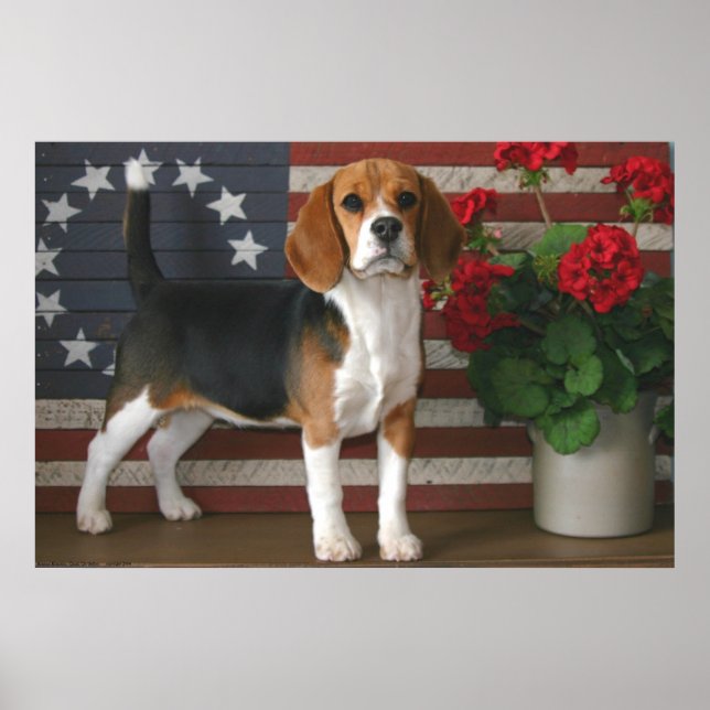 Patriotic Beagle Poster (Framsidan)