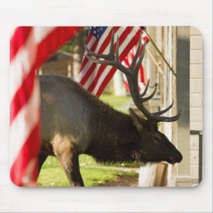 Patriotic Bull Elk Mouse pad Musmatta