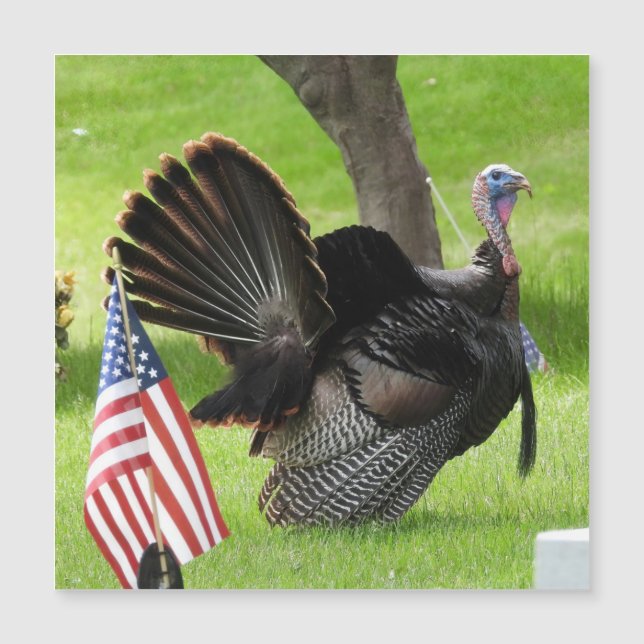 Patriotic Turkey Strut Magnet Greeting Card (Framsida)