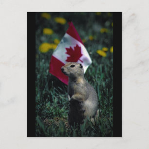 Patriotic Vykort
