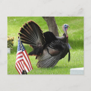 Patriotisk Kalkonparad Vykort