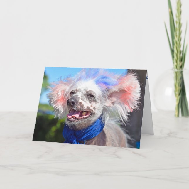 Patriotisk kines krönad hårlös hund kort (Framsida)