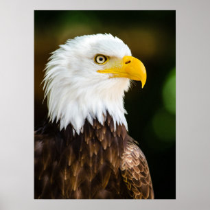 Patriotiska Vuxen American Örn Poster