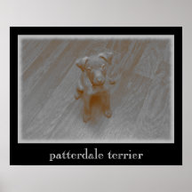 Patterdale Terrier Åldras Photograph Poster