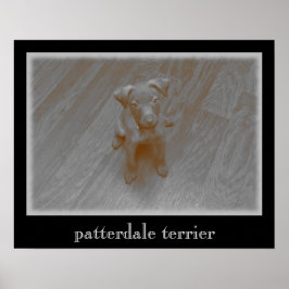 Patterdale Terrier Åldras Photograph Poster