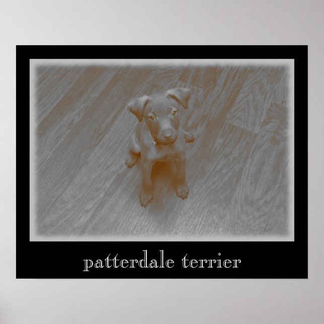 Patterdale Terrier Åldras Photograph Poster (Framsidan)