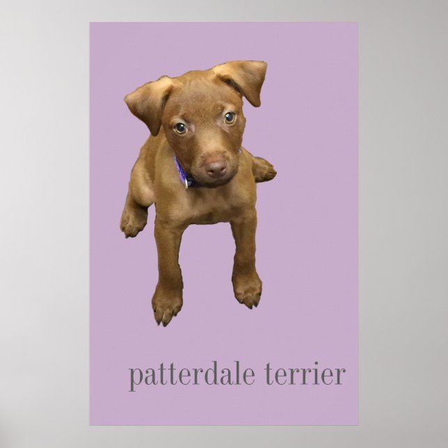 Patterdale Terrier Puppy Poster (Framsidan)