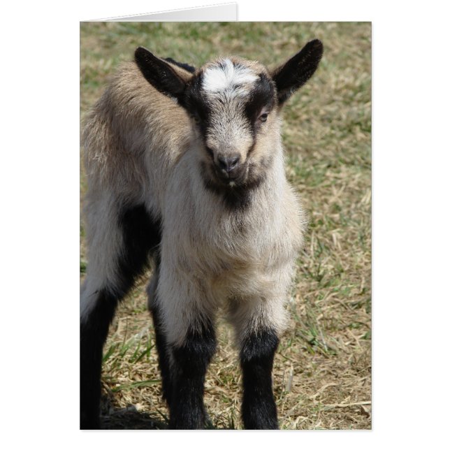 Patti Hälsningskort (Framsidan)