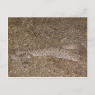 Patti Jares (Wickenburg, AZ) Rattlesnake Bita Vykort