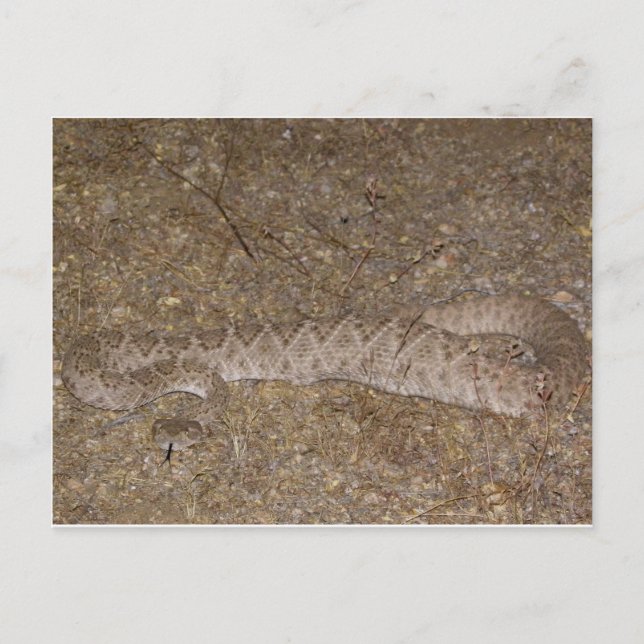 Patti Jares (Wickenburg, AZ) Rattlesnake Bita Vykort (Framsida)
