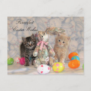 Patton & Buffington Påsk vykort - Katt