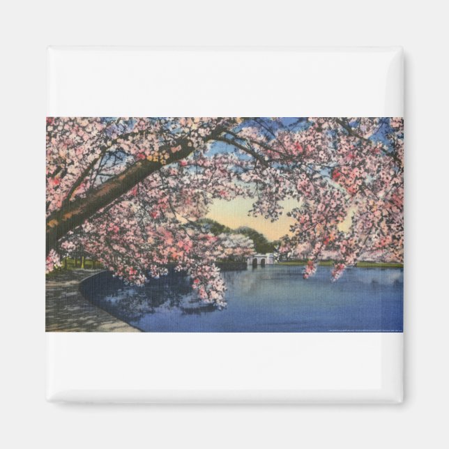 PAU43 Tidal Basin.tif Magnet (Framsidan)