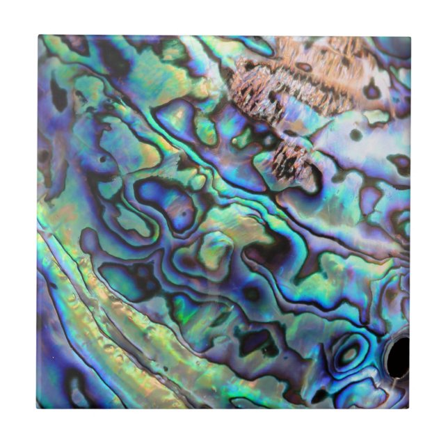 Paua abalone-snäcka kakelplatta (Framsidan)