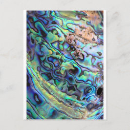 Paua abalone-snäcka vykort