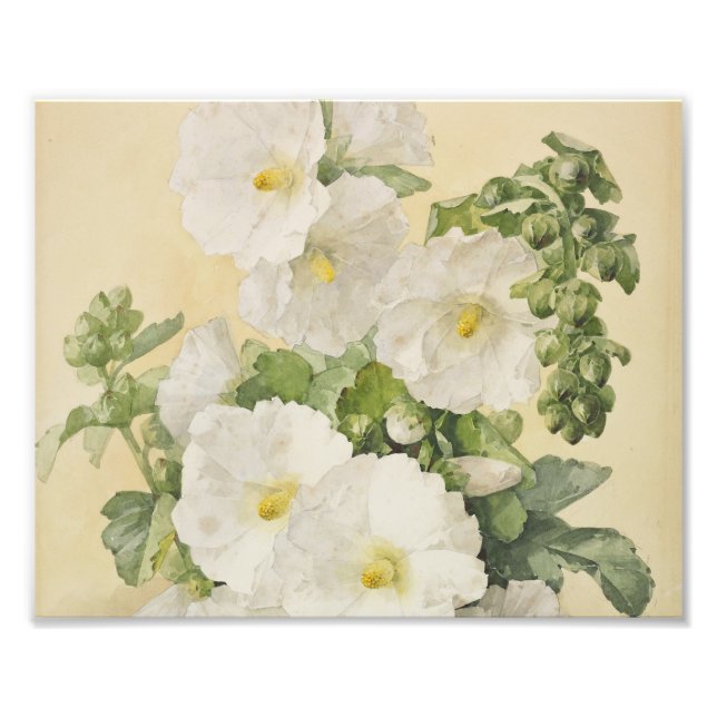 Paul De Longpre - Hollyhocks 1901 Fototryck (Framsidan)