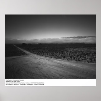 Paul Masson Vineyard i Soledad av Ansel Adams Poster