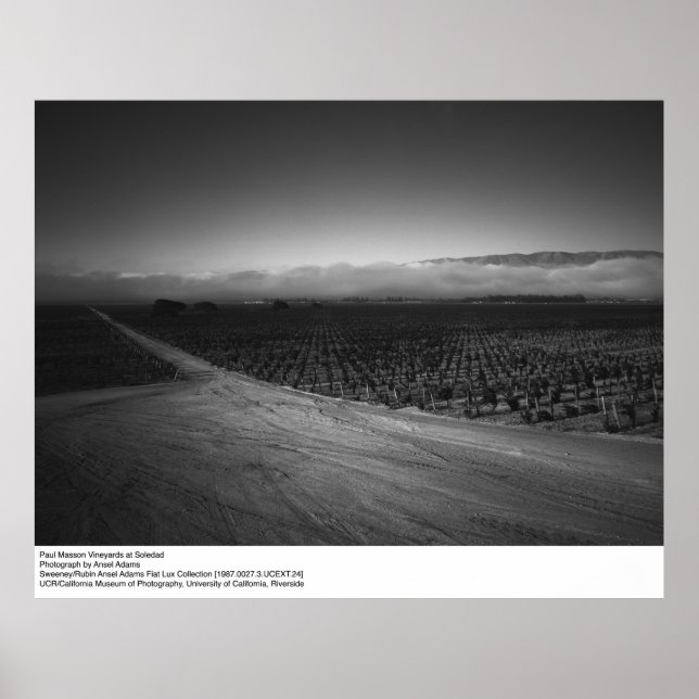 Paul Masson Vineyard i Soledad av Ansel Adams Poster (Framsidan)
