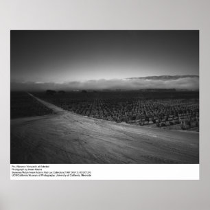 Paul Masson vingård på Soledad av Ansel Adams Poster