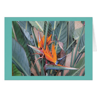Paul McGehee "Bird of Paradise"-kort OBS Kort