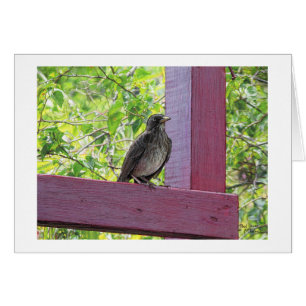 Paul McGehee "Island Visitor"-kort OBS Kort