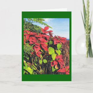 Paul McGehee "Poinsettias" julkort Helgkort