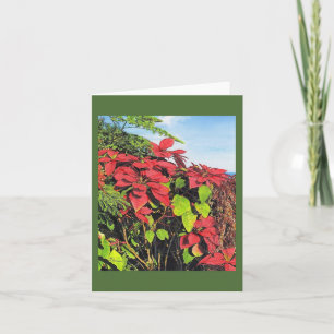 Paul McGehee "Poinsettias" Kort