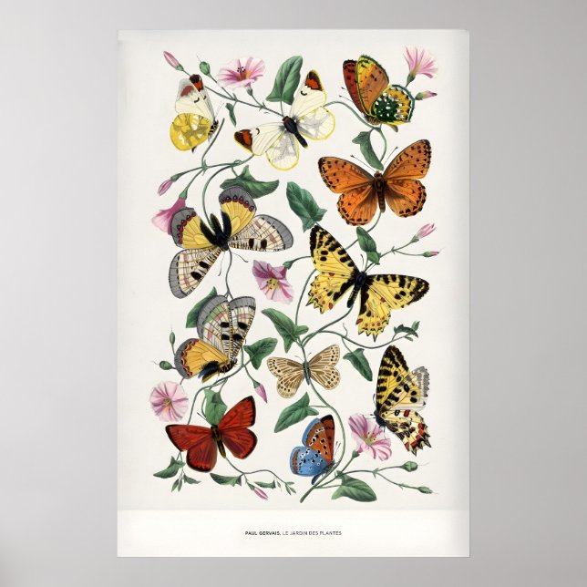 Paul Servais Fjärilar Le Jardin des Plantes Poster (Framsidan)