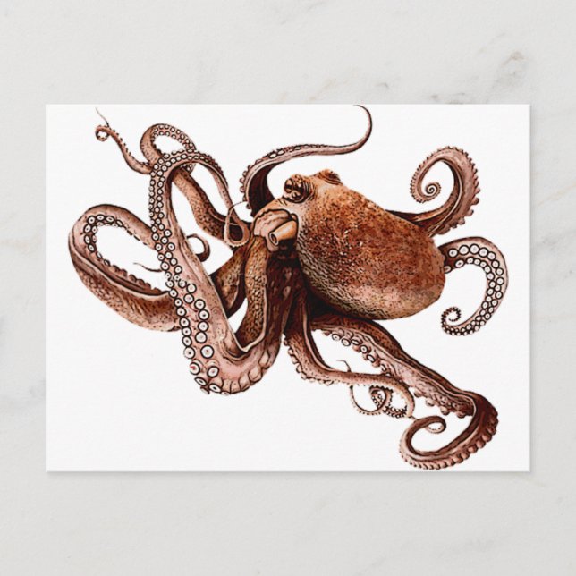 Paul The Octopus Vykort (Framsida)