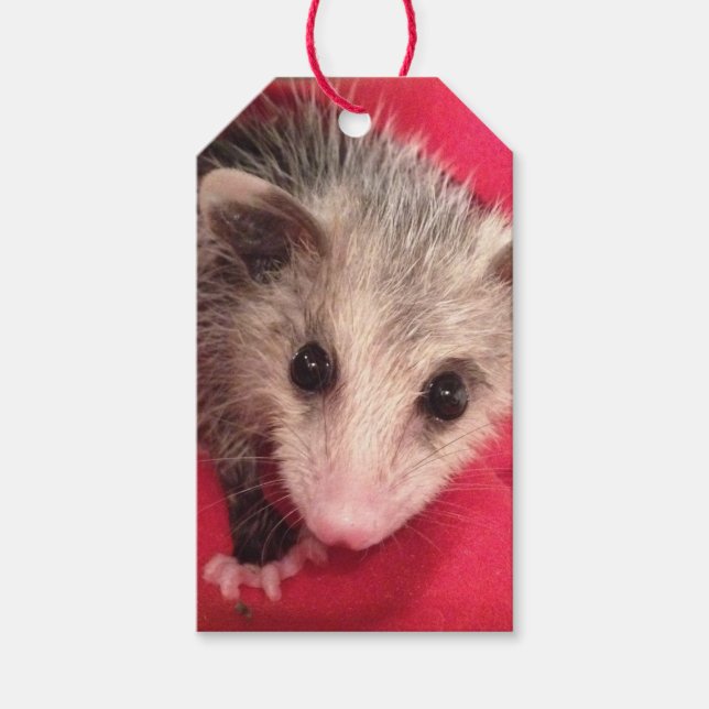Paulee Possum Gift Märkre Presentetikett (Framsidan)