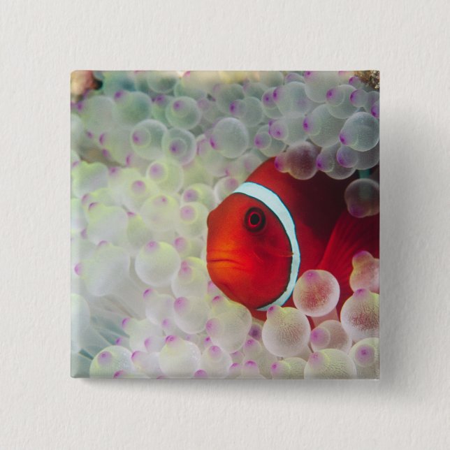 Paupau New Guinea, Underbar Barrier Reef Knapp (Framsida)