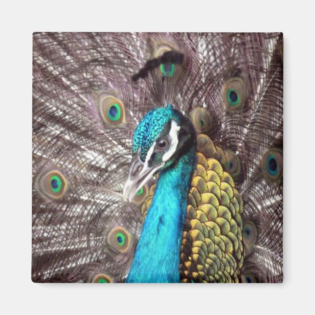 påve magnet (Framsidan)