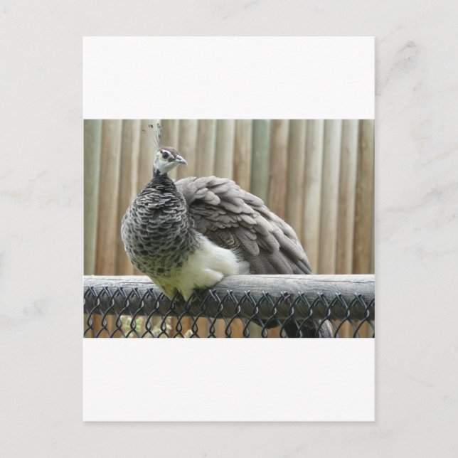 påve vykort (Framsida)