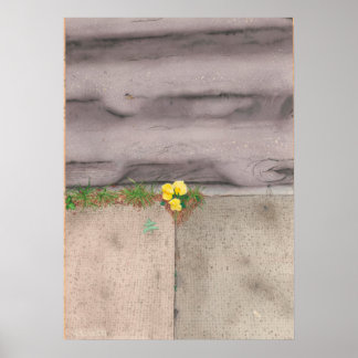 Pavement Primrose Poster