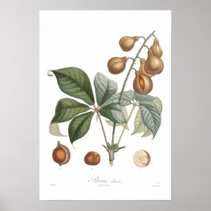 Pavia röd buckeye poster