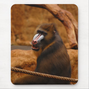 Pavian/Baboon Musmatta