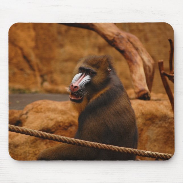 Pavian/Baboon Musmatta (Framsidan)