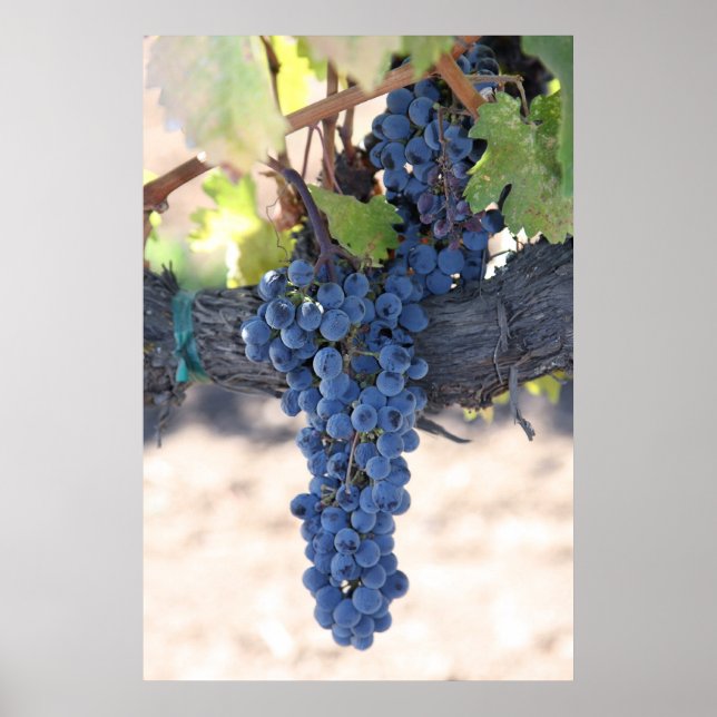 PåVine Poster (Framsidan)