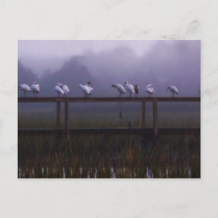 Pawleys Island Foggy Morgonvykort Vykort