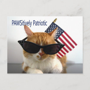 PAWSitively Patriotic Cat Postcard Vykort