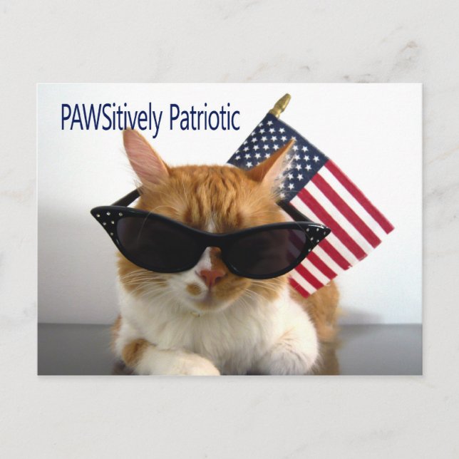PAWSitively Patriotic Cat Postcard Vykort (Framsida)