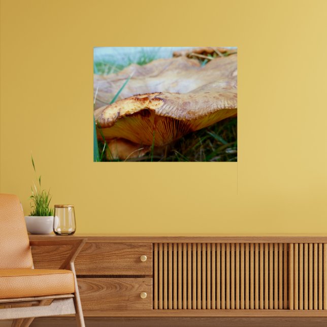 Paxillus involutus poster (Vardagsrum 2)