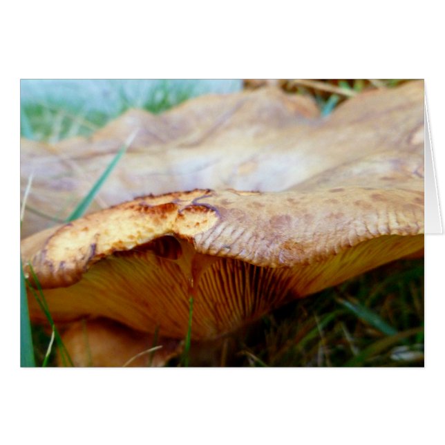 Paxillus tvutus hälsningskort (Framsidan Horizontal)