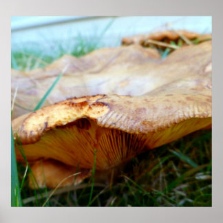 Paxillus tvutus poster