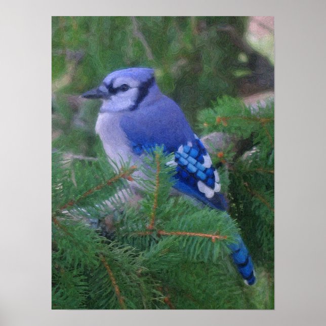 Payed Blue Jay Poster (Framsidan)