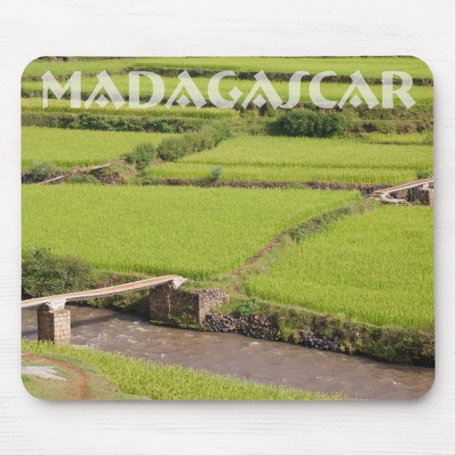 Paysage de rizières à Madagascar Musmatta (Framsidan)