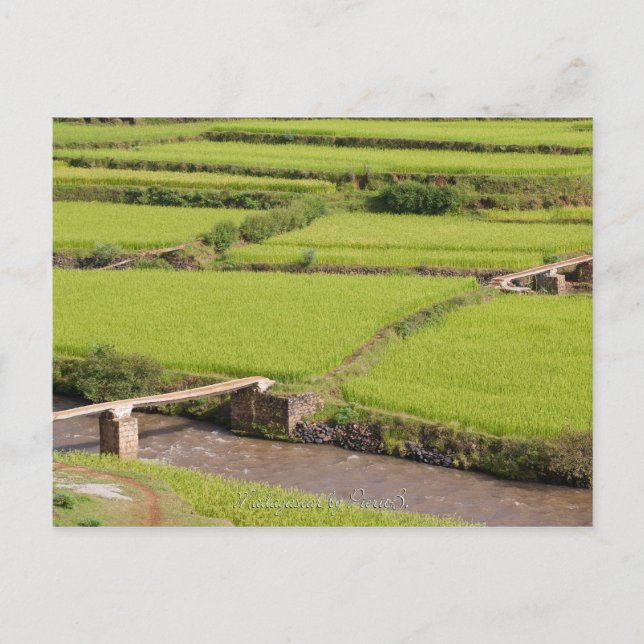 Paysage de rizières à Madagascar Vykort (Framsida)