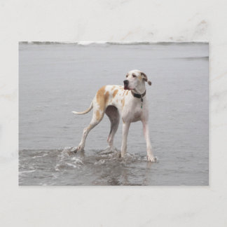 PDXDanes Fynn-vykort 2011 Vykort