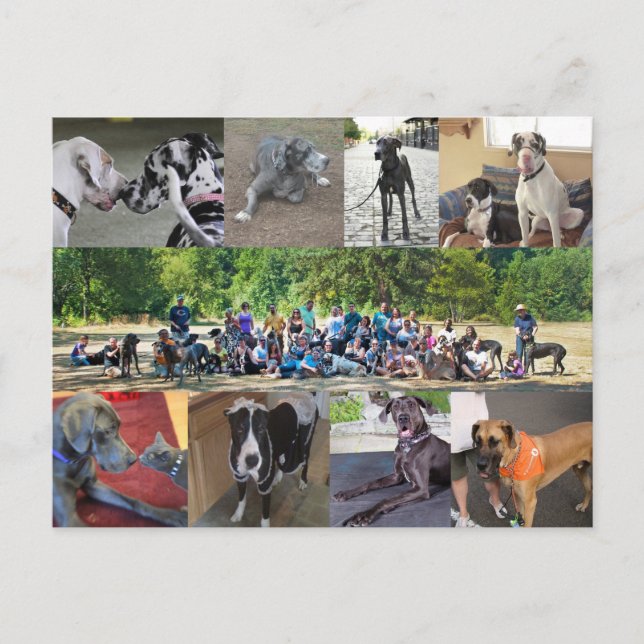 PDXDanes-vykort Vykort (Framsida)