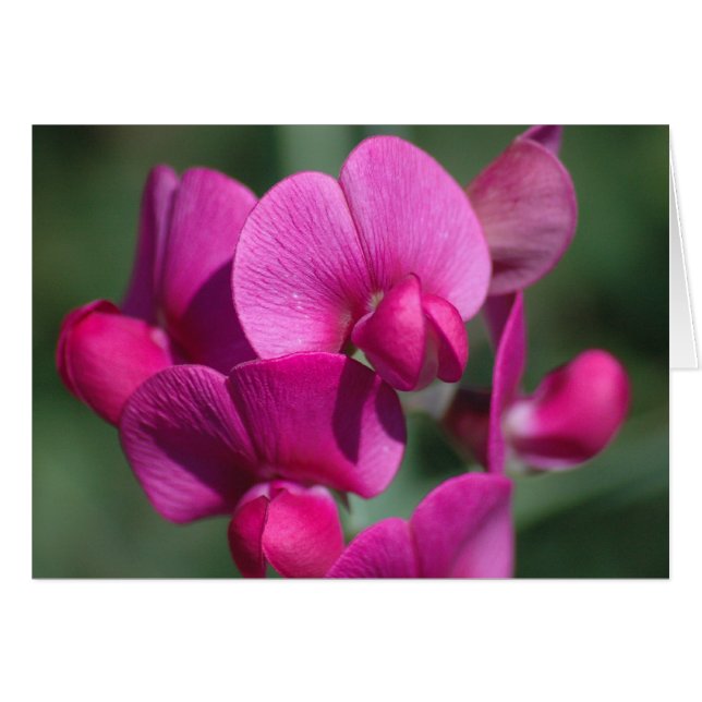 Pea-Blommar Hälsningskort (Framsidan Horizontal)