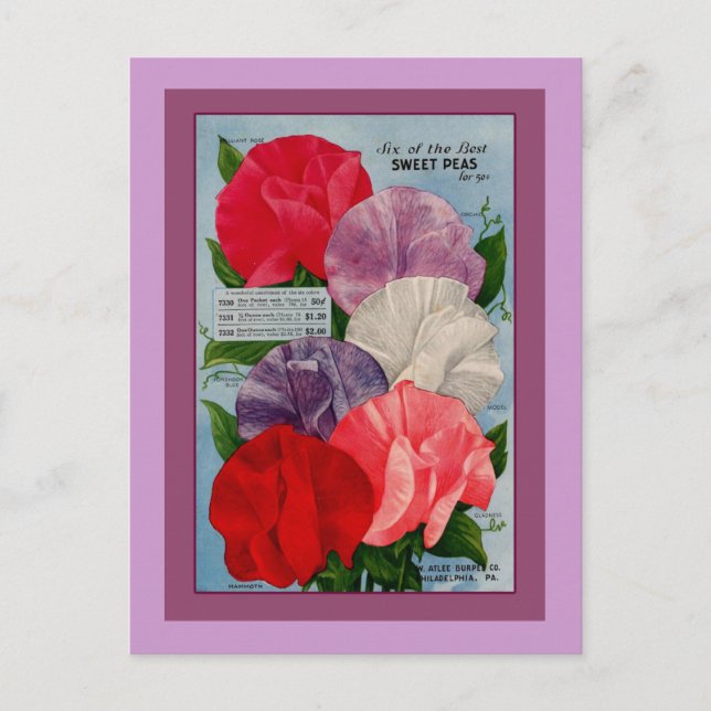 Pea Plant Vintage Seed Packet Art. Vykort (Framsida)
